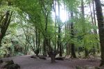 PICTURES/Killarney National Park - Torc Falls & Muckross Abbey/t_DSC00175.JPG